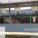 Disnakkan Ciamis Pastikan Sapi Kurban Sehat, Sriwijaya Farm Kantongi Surat Kesehatan Hewan