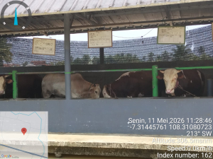 Disnakkan Ciamis Pastikan Sapi Kurban Sehat, Sriwijaya Farm Kantongi Surat Kesehatan Hewan