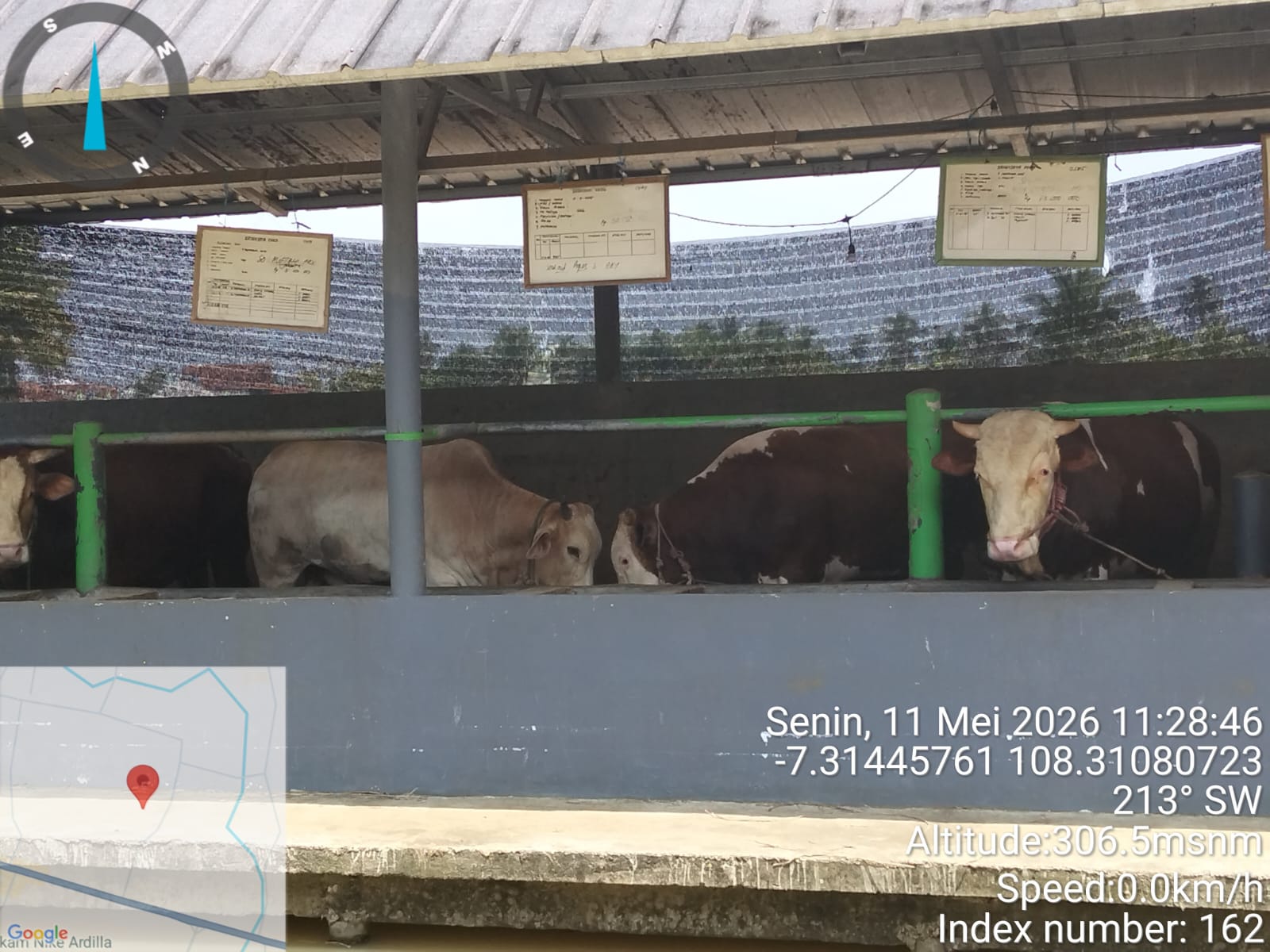 Disnakkan Ciamis Pastikan Sapi Kurban Sehat, Sriwijaya Farm Kantongi Surat Kesehatan Hewan