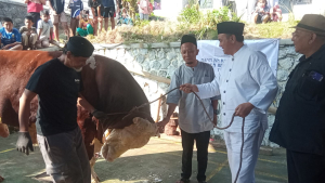 Sapi Kurban Presiden 1,4 Ton Disembelih Warga Cibeas Tasikmalaya Saat Iduladha