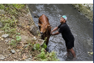 Damkar Tasikmalaya Selamatkan Sapi Kurban 720 Kilogram Tercebur Kolam