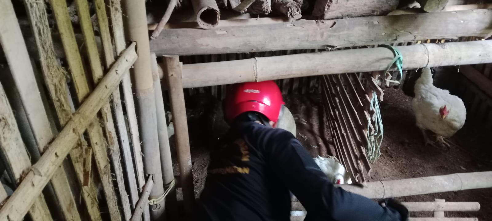 Ular Sanca Masuk Kandang, Warga Ciamis Resah Ayam Dimangsa
