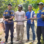 Ular Kobra Tiga Meter Gegerkan Warga Perumahan di Banjar