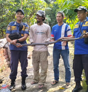 Ular Kobra Tiga Meter Gegerkan Warga Perumahan di Banjar