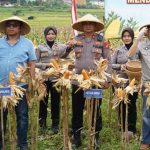 Jadi Penggerak Sektor Tani, Satreskrim Polres Tasikmalaya Monitor Lahan Perkebunan Jagung