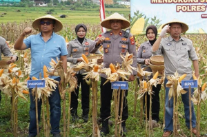 Jadi Penggerak Sektor Tani, Satreskrim Polres Tasikmalaya Monitor Lahan Perkebunan Jagung