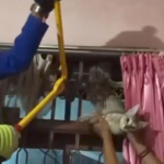 Kucing Terjepit Tralis Rumah, Tim Damkar Tasikmalaya Bergerak Cepat Lakukan Evakuasi