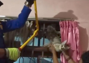 Kucing Terjepit Tralis Rumah, Tim Damkar Tasikmalaya Bergerak Cepat Lakukan Evakuasi