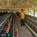 Harga Telur dan Ayam Hidup Anjlok, Peternak Rakyat di Priangan Timur Merugi, GOPAN Desak Pemerintah Bertindak