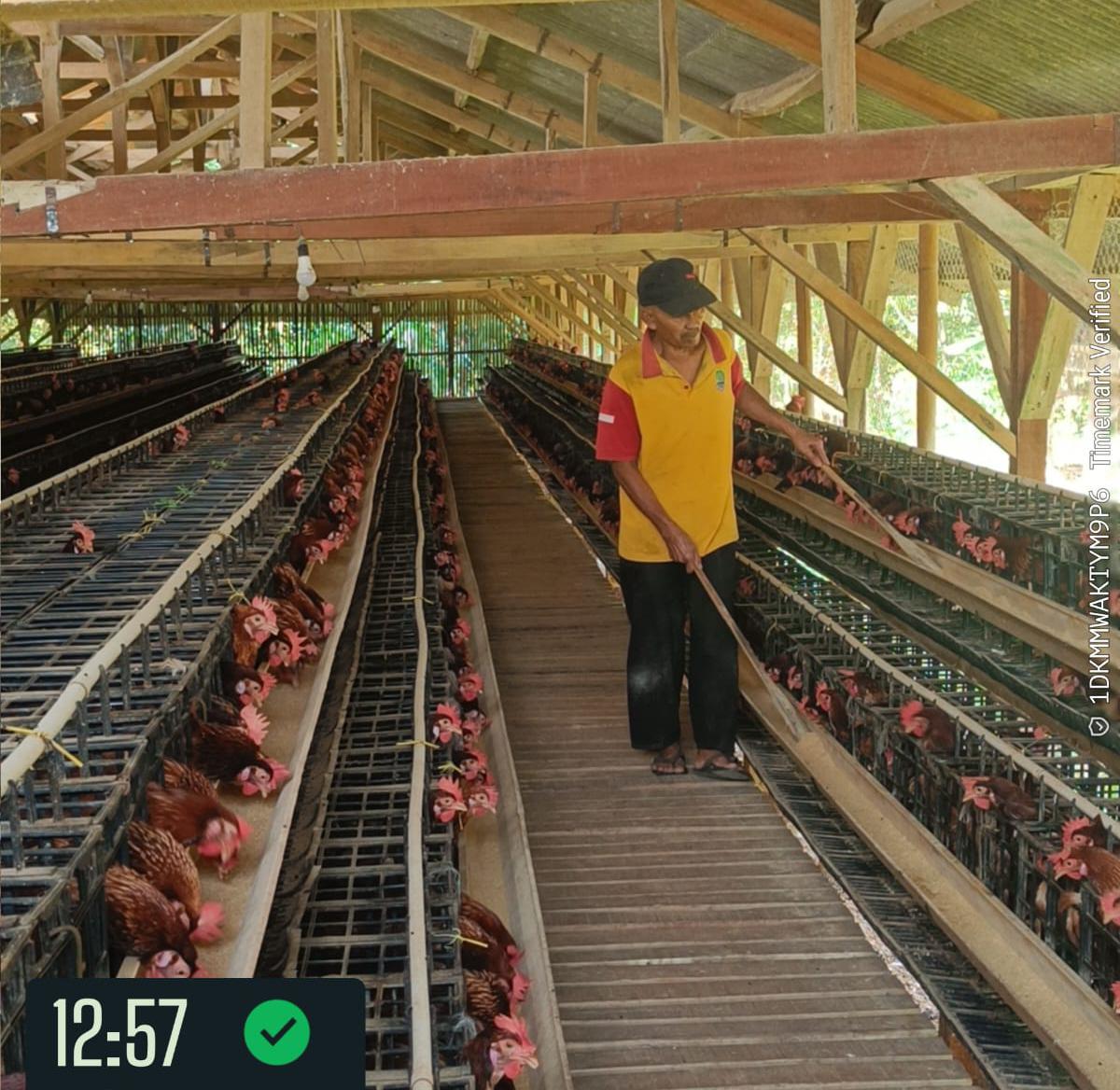 Harga Telur Anjlok, Peternak Ayam Petelur Berjuang Bertahan di Tengah Biaya Produksi