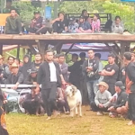Lomba Ketangkasan Domba Panjalu Meriah, Dorong Budaya Sunda dan Ekonomi Desa