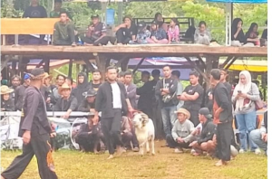 Lomba Ketangkasan Domba Panjalu Meriah, Dorong Budaya Sunda dan Ekonomi Desa