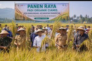 Panen Raya Padi Organik Pamarican, Sekda Ciamis Tegaskan Pertanian Sehat Investasi Masa Depan